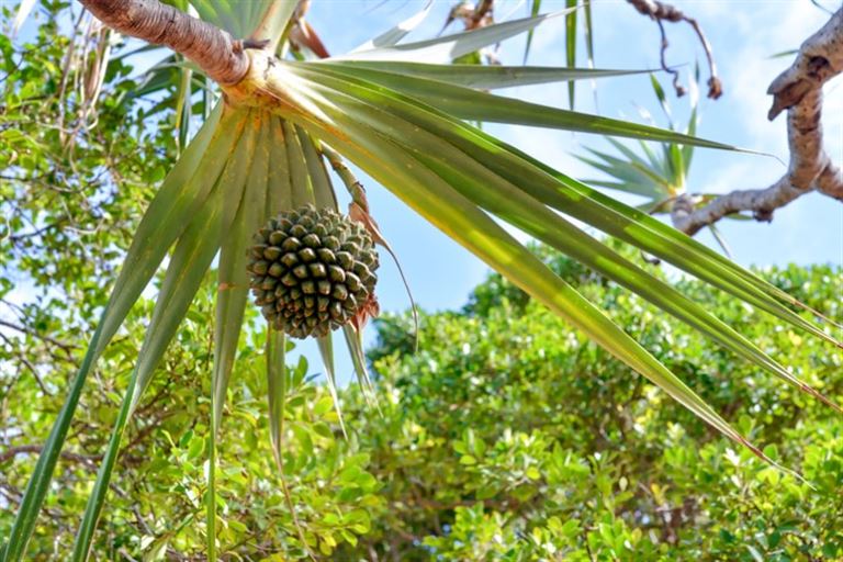 La Réunion - Inselparadies für alle Sinne @Patrick Petitjean/istock
